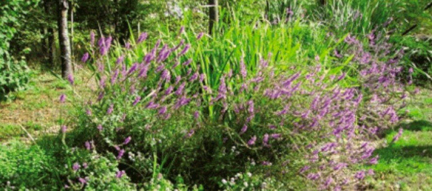L’alternative efficace à l’assainissement naturel