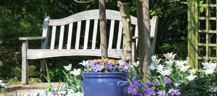 Grosse chaleur : conseils de pro pour préserver vos plantes