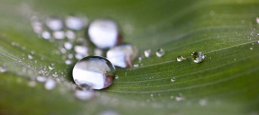 Eau de pluie : collectez, économisez !
