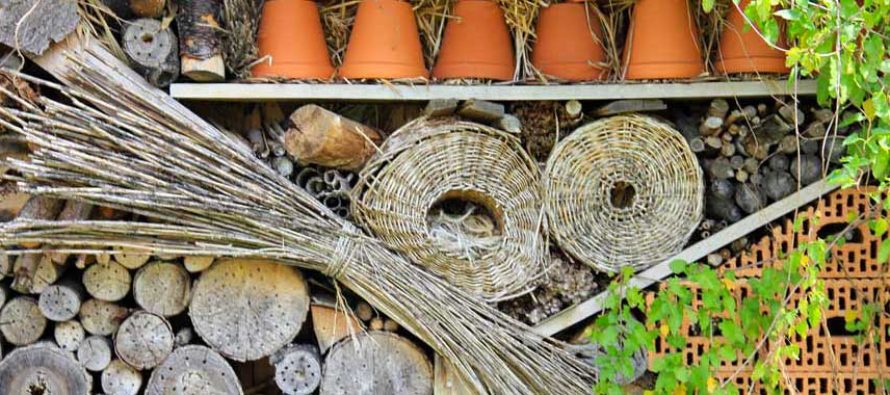 Pourquoi installer un hôtel à insectes