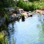 piscine écologique naturelle