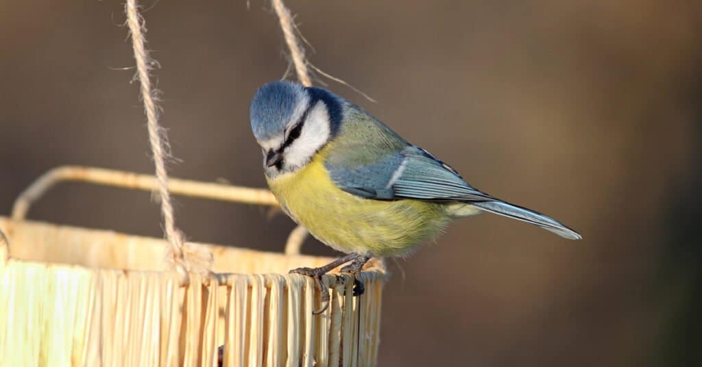 mangeoir oiseaux