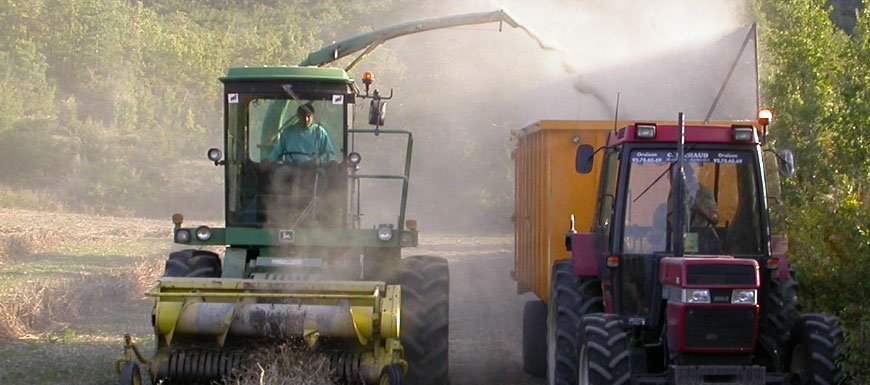 Le sarrasin : de nombreux potentiels … mais en bio et en local !