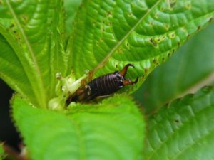 Les insectes jouent un rôle important au jardin Liège