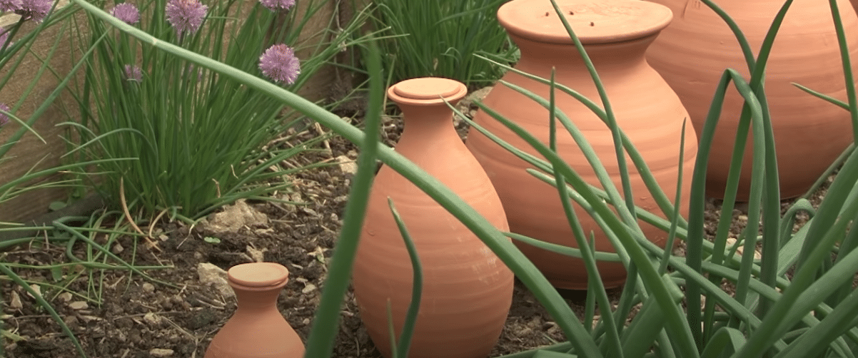 économiser l'eau pour arroser les plantes avec les ollas